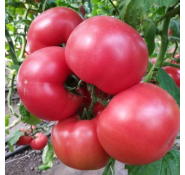 Томат Малдуо F1, Syngenta