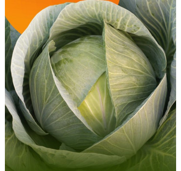 Капуста Марконі F1, Syngenta