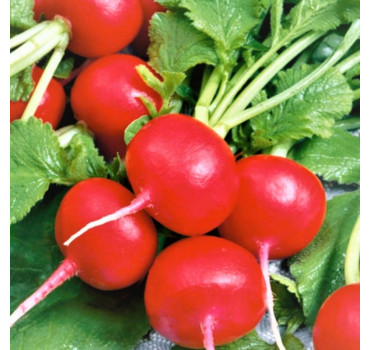 Редис Рондар F1, Syngenta