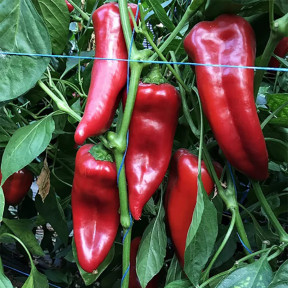 Перець Корнелія F1, Syngenta