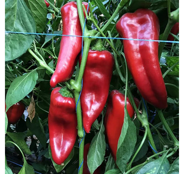 Перець Корнелія F1, Syngenta