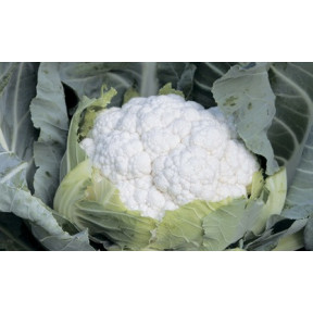 Капуста цветна Джава F1, Syngenta Капуста цветна Джава F1, Syngenta