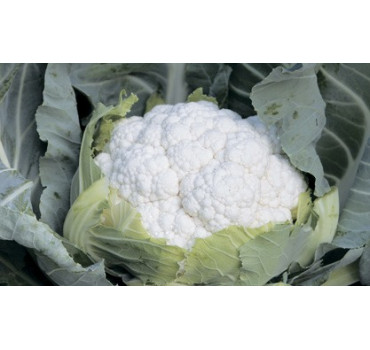 Капуста цвітна Джава F1, Syngenta