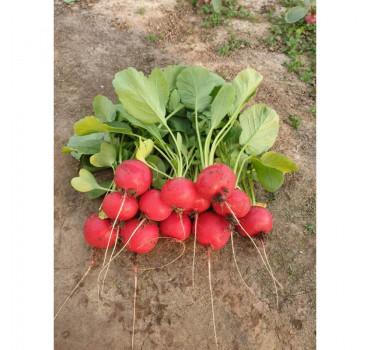 Редис Стеллар F1, Syngenta