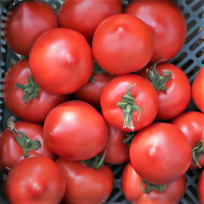 Томат Меланет F1, Syngenta