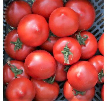 Томат Меланет F1, Syngenta