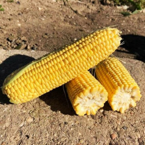 Кукурудза Тусон F1, Syngenta 100000 насінин Кукурудза Тусон F1, Syngenta 100000 насінин