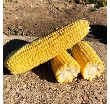 Кукурудза Тусон F1, Syngenta