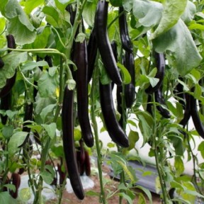 Баклажан Естелле F1, Rijk Zwaan