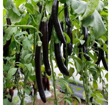 Баклажан Естелле F1, Rijk Zwaan