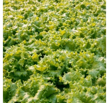 Батавія салат Афіціон, Rijk Zwaan