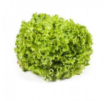 Батавія салат Отілі, Rijk Zwaan Батавія салат Отілі, Rijk Zwaan