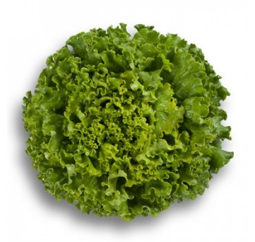 Батавія салат Патішн, Rijk Zwaan