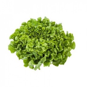 Ендивій Анконі, Rijk Zwaan