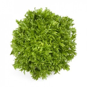 Ендивій Корбі, Rijk Zwaan