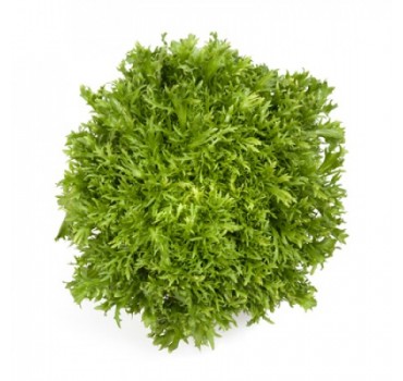 Ендивій Корбі, Rijk Zwaan