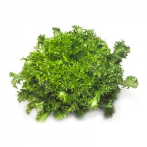 Ендивій Сігал, Rijk Zwaan