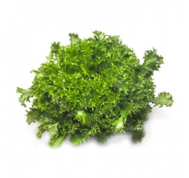 Ендивій Сігал, Rijk Zwaan