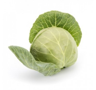 Капуста Пушма F1, Rijk Zwaan