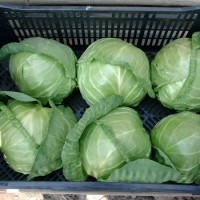 Капуста Єтма F1, Rijk Zwaan