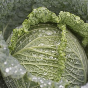 Капуста савойська Мадлена F1, Rijk Zwaan