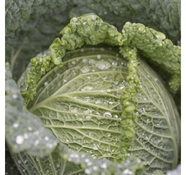 Капуста савойська Мадлена F1, Rijk Zwaan