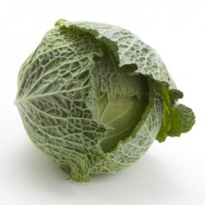 Капуста савойська Морама F1, Rijk Zwaan