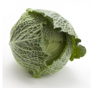 Капуста савойська Морама F1, Rijk Zwaan