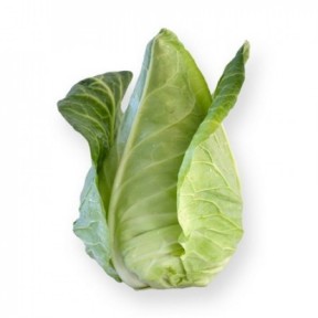 Капуста Сонсма F1, Rijk Zwaan