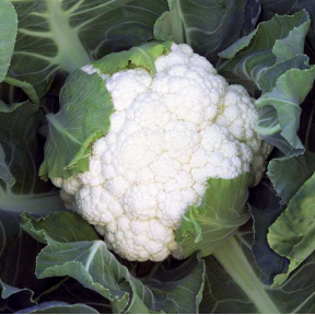 Капуста цвітна Опал F1, Rijk Zwaan Капуста цвітна Опал F1, Rijk Zwaan