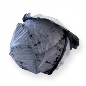 Капуста Родіма F1, Rijk Zwaan