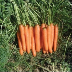 Морква Монтана, Rijk Zwaan