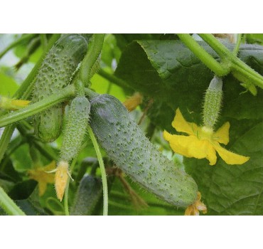 Огірок Шакті F1, Rijk Zwaan Огірок Шакті F1, Rijk Zwaan