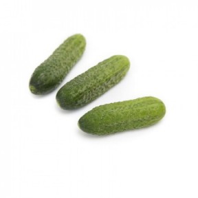 Огірок Саунд F1, Rijk Zwaan