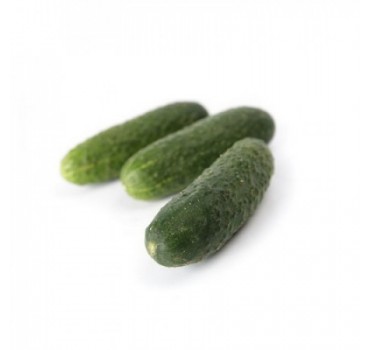 Огірок Чайковський F1, Rijk Zwaan