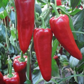 Перець Портека F1, Rijk Zwaan