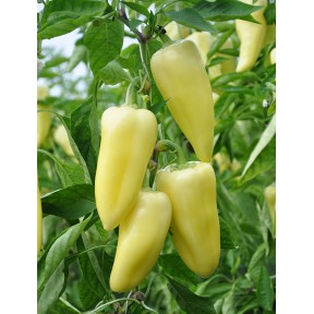 Перець Сноувайт F1, Rijk Zwaan