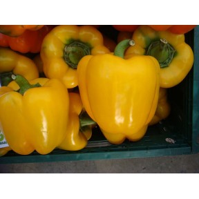 Перець солодкий Бачата F1, Rijk Zwaan