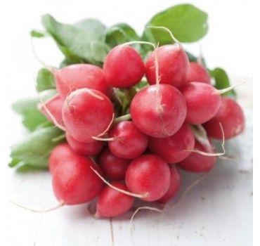 Редис Ронділ, Rijk Zwaan