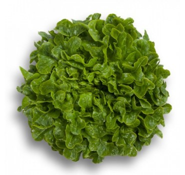 Салат Гумбольдт, Rijk Zwaan