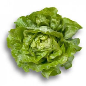 Салат Джиска, Rijk Zwaan