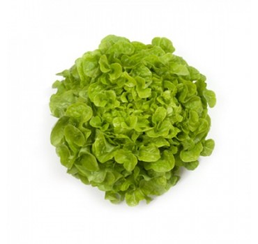 Салат Кірінія, Rijk Zwaan