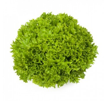 Салат Екзет, Rijk Zwaan