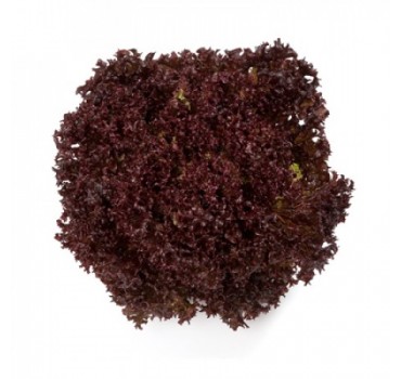 Салат Кармесі, Rijk Zwaan