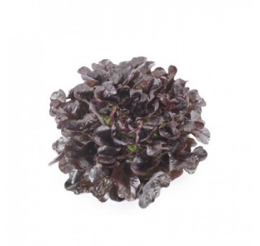 Салат Ксандра, Rijk Zwaan