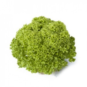 Салат Лугано, Rijk Zwaan