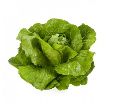 Салат Вікторінус, Rijk Zwaan