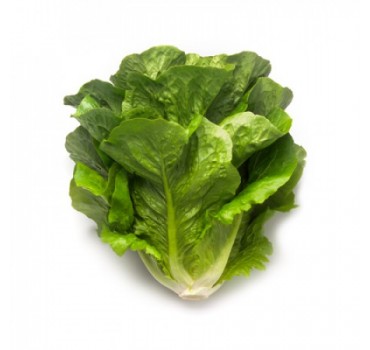 Салат Максимус, Rijk Zwaan