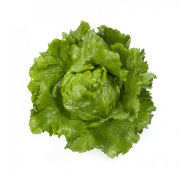 Салат Сантарінас, Rijk Zwaan