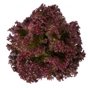 Салат Сатін, Rijk Zwaan